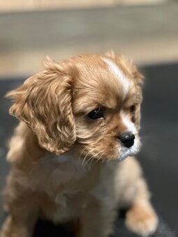 Cavalier King Charles Spaniel