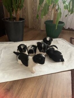 Piękne szczeniaki Shih Tzu o maści Bicolor