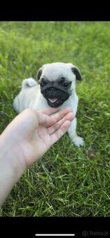 Mops suczka i piesek