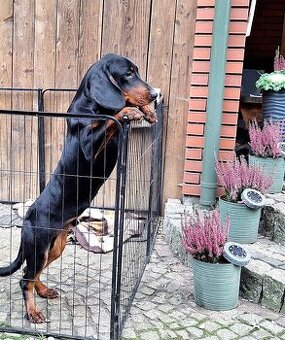 Pies Gończy Słowacki KOPOV ZKwP FCI