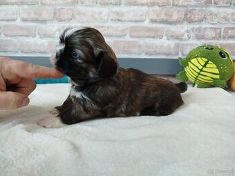 Pies rasy Shih Tzu z rodowodem