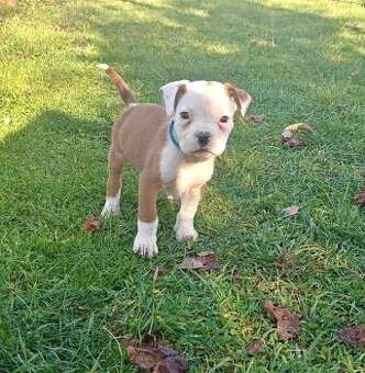 Piekna sunia rasy Bokser