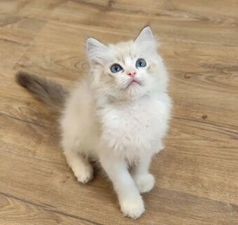 Koty rasy Ragdoll i Maine Coon gotowe na nowe domy