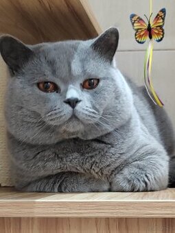 Kocur brytyjski - krycie