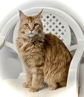 Kotki rasy Maine Coon