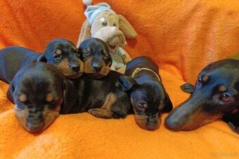 Szczeniaki jamnik standard krótkowłosy czarny podpalany