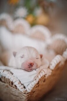 Samojed z FCI/PP – urodzone szczenięta z wyjątkowego skojarz