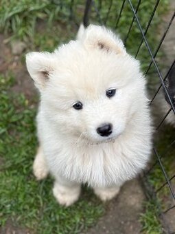 Samojed z FCI/PP – urodzone szczenięta z wyjątkowego skojarz