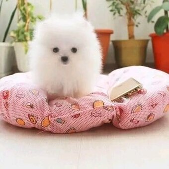 Szczenięta rasy pomeranian na sprzedaż.