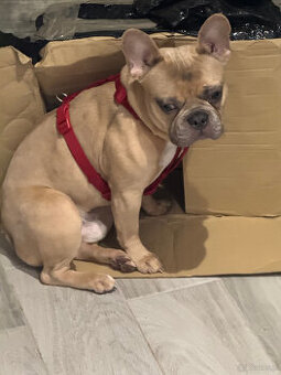 buldog francuski