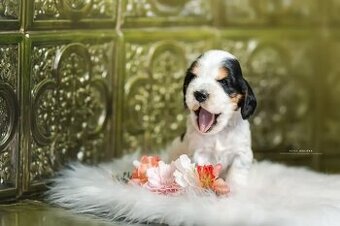 COCKER SPANIEL ANGIELSKI - FCI RODOWÓD