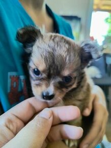 Chihuahua szczeniaczki