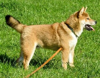 Shiba Inu - najstarszy w mioce, pięciomiesięczny piesek