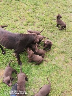 Prodám čistokrevné labradory