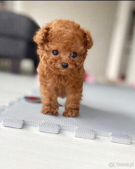 Słodkie Szczenięta miniaturowego pudla