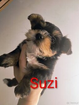 Yorkshire terrier
