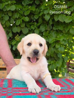 Labrador biszkoptowa suczka OSAMA Passion Dog