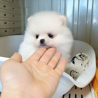 Szczenięta rasy pomeranian szukają kochających domów