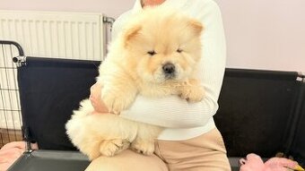 CHOW CHOW szczenięta kremowe