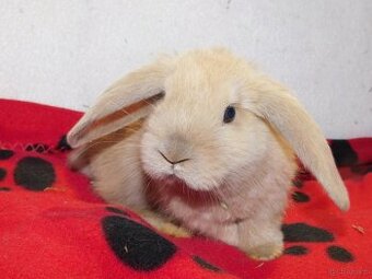 Baranki beżowe mini lop