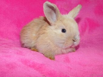 Baranki beżowe mini lop