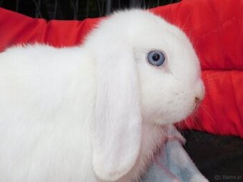 Baranki mini lop