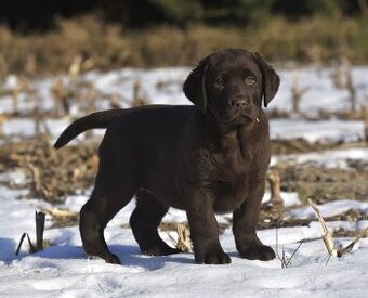 Labrador Retriever szczenie z rod ZKwP, FCI Badania Genetycz