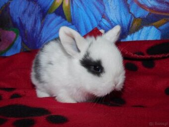 Białe króliczki z ciemną obwódką wokół oczu