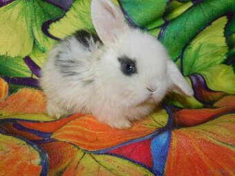 Białe króliczki z ciemną obwódką wokół oczu