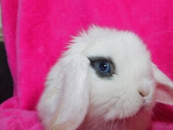 Białe króliczki z ciemną obwódką wokół oczu