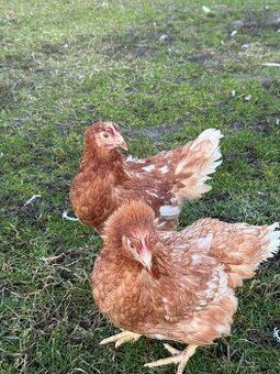 KURY NIOSKI 605834710