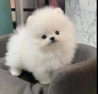 Szczenięta rasy pomeranian w bardzo przystępnej cenie