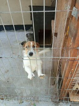 Jack Russell terrier