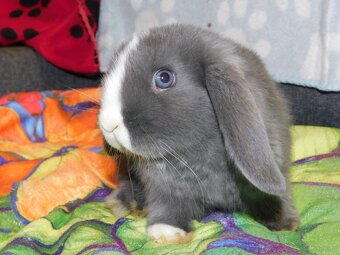 Niebiesko - biała samiczka mini lop