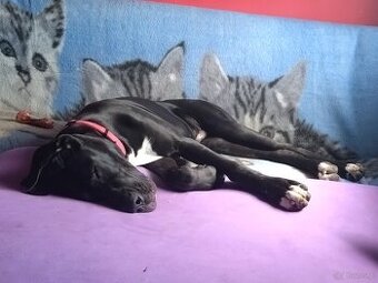 DOG NIEMIECKI