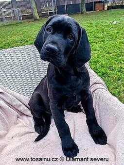 Tosa inu - piękny pies o rzadkim czarnym umaszczeniu z rodow