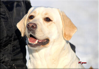 Labrador Retriever dorosła suka FCI ZKwP