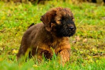 Briard