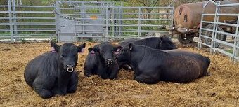 Byk hodowlany rasy Aberdeen Angus