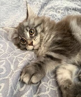 Maine Coon