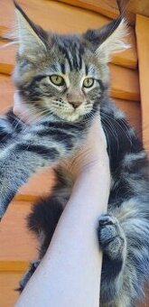 Maine Coon kotka rodowód fpl