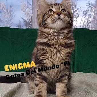 Maine Coon kotka rodowód fpl