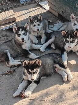 Alaskan malamute szczenięta