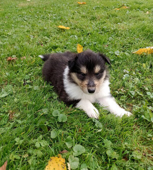 Owczarek szkocki długowłosy FCI Collie Rough