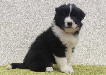 PIĘKNA Suczka BORDER COLLIE z Hodowli - Rasowa z pełną dok.