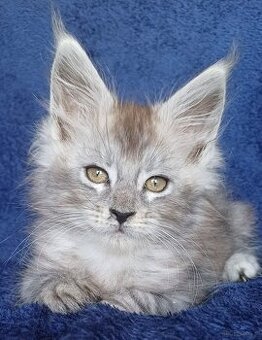 Maine Coon kocurek rodowód fpl