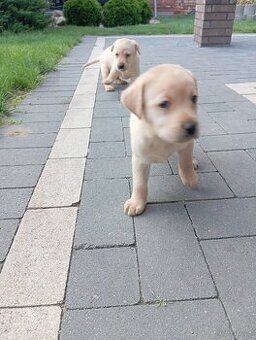 Labrador retriever