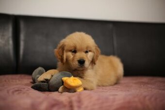 GOLDEN RETRIEVER-ciemnozłote i złote , ZKwP/FCI