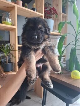 Szukam domu dla 2 szczeniaków owczarka niemieckiego