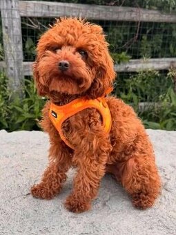 Szczenięta pudla do adopcji.